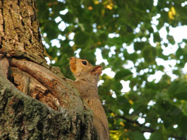 State College (2008)